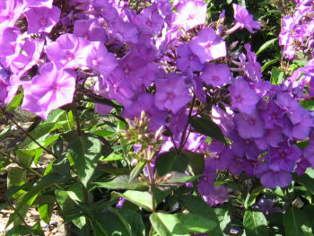 Phlox 'Blue Paradise'