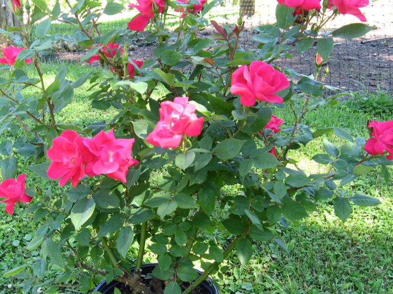 Rosa Knockout Red