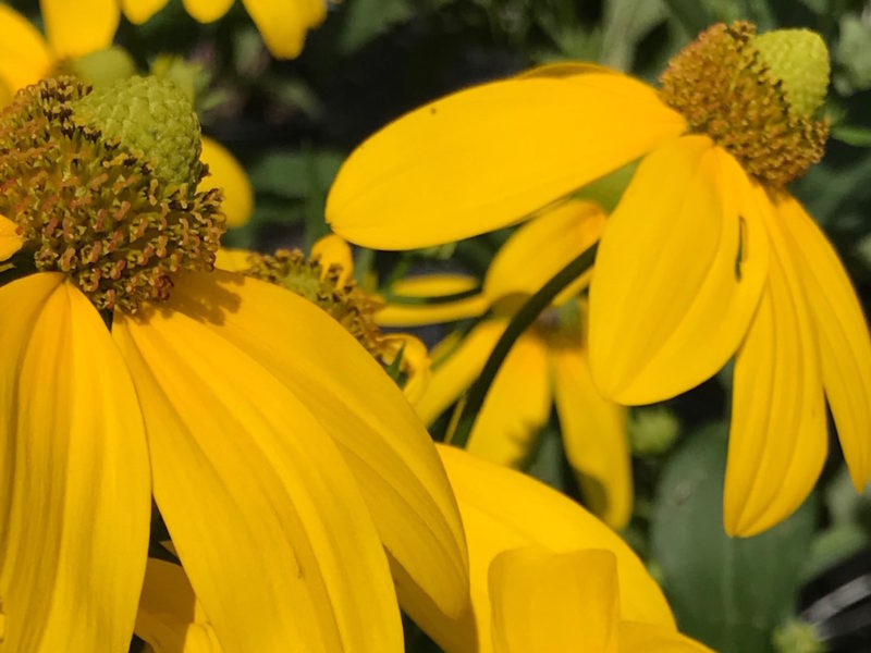 Rudbekia laciniata 'Herbstonne'