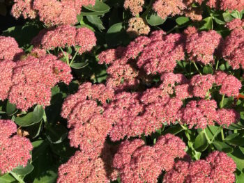 Sedum 'Autumn Joy'