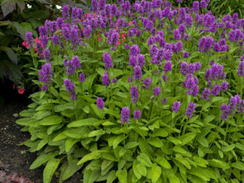 Stachys 'Hummelo'