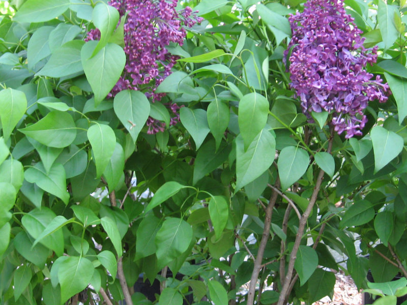 Syringa 'Monge'