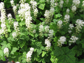 Tiarella cordifolia 'Susquehanna'