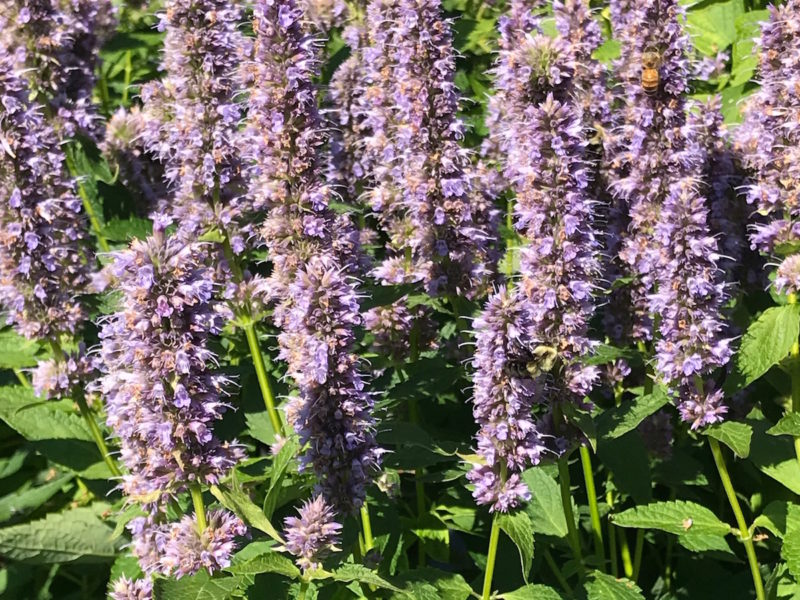 Agastache 'Blue Fortune'