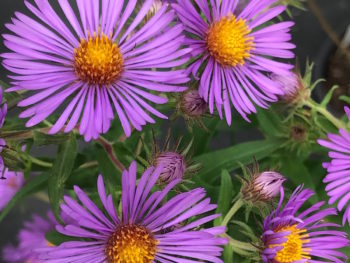 Aster Novae-Angliae blooming in the nursery at Falls Village Flower Farm