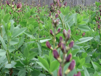 Baptisia Twilight Prairieblues