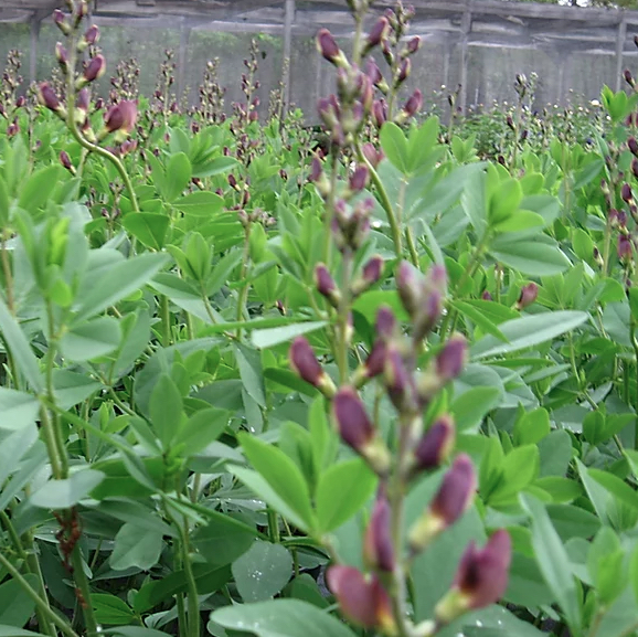 Baptisia Twilight Prairieblues