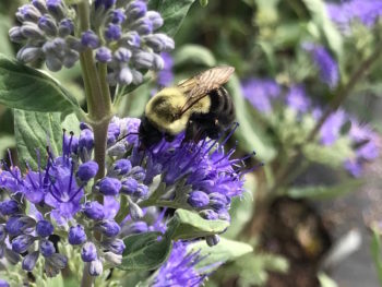 Caryopteris 'First Choice'