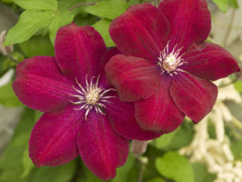 Clematis 'Rouge Cardinal'