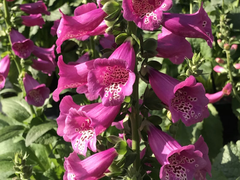 Digitalis 'Camelot Rose'