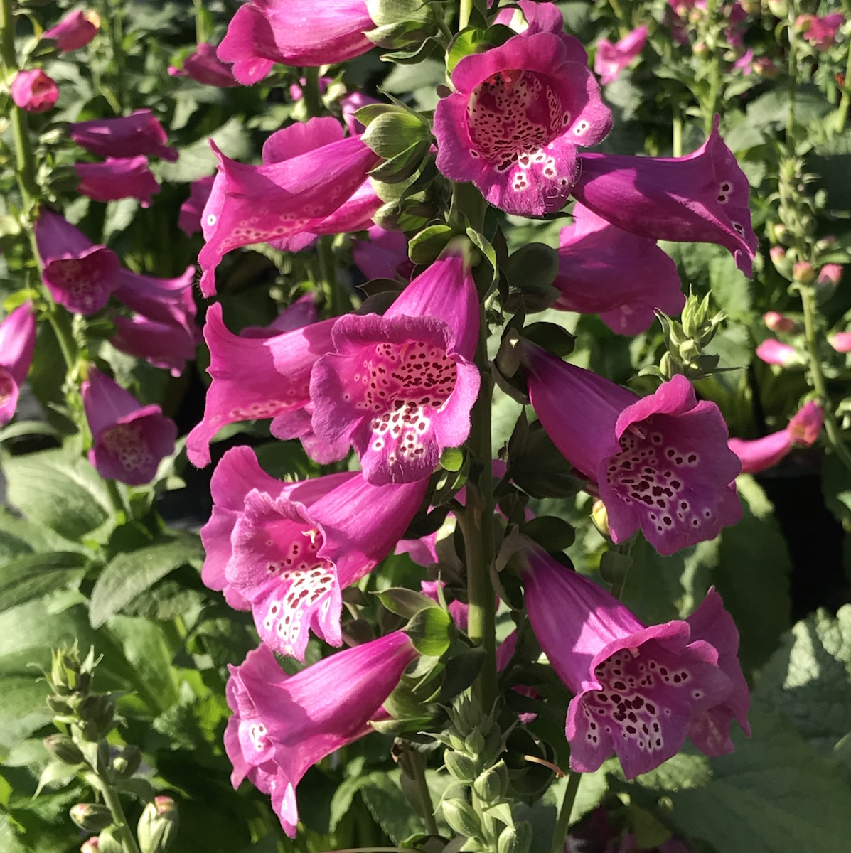 Digitalis ‘Camelot Rose’ – Falls Village Flower Farm