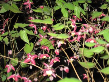 Epimedium 'Rubrum'