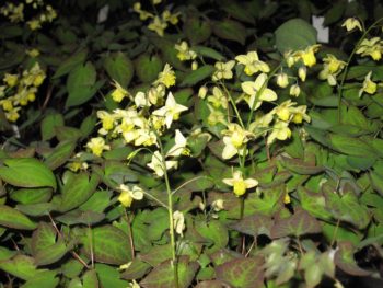 Epimedium 'Sulphurum'