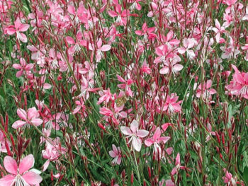 Guara 'Siskiyou Pink'