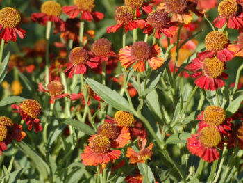 Helenium x 'Ruby Tuesday'