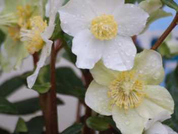 Helleborus niger 'HGC Jacob'