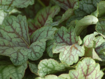 Heuchera 'Green Spice'