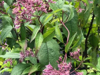 Eupatorium 'Gateway'