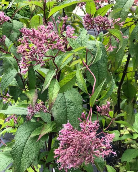 Eupatorium 'Gateway'