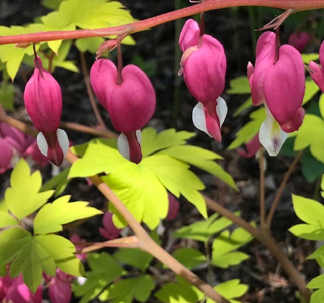 Dicentra 'Yellow Leaf'