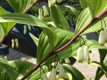 Polygonatum commutatum