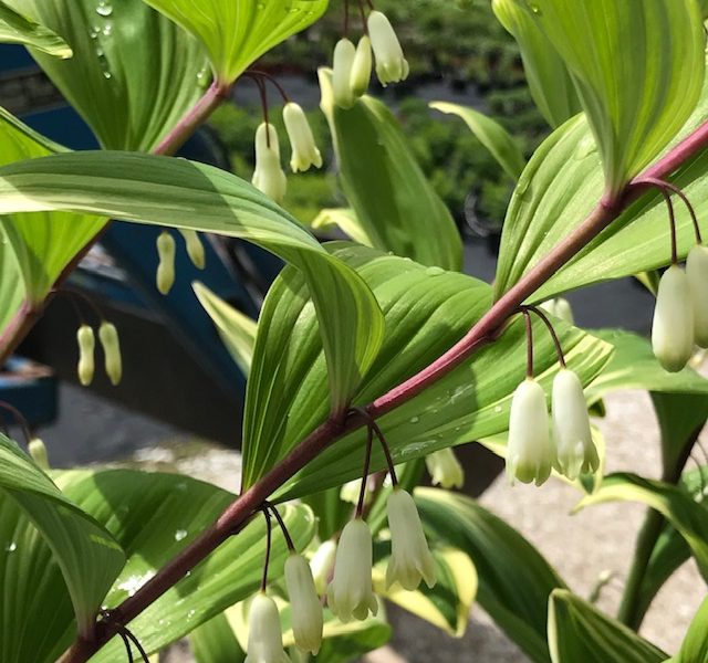 Polygonatum commutatum