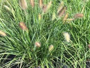 Pennisetum alopecuroides 'Cassian'