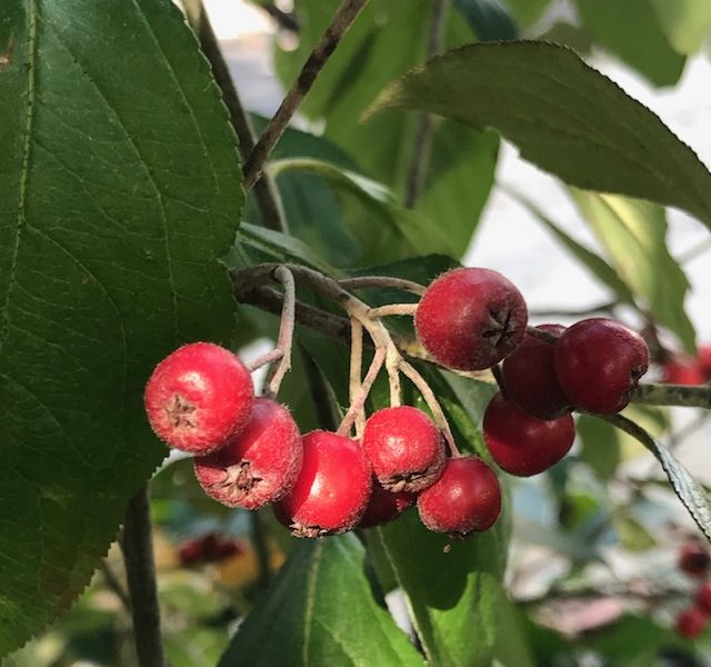 Aronia 'Brillianissima'