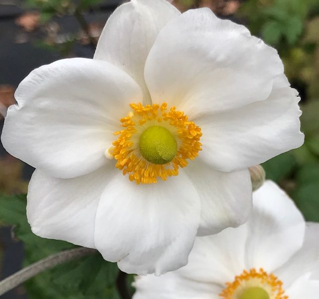 Anemone 'Andrea Atkinson'