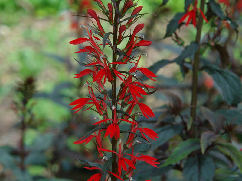 Lobelia 'Black Truffles'