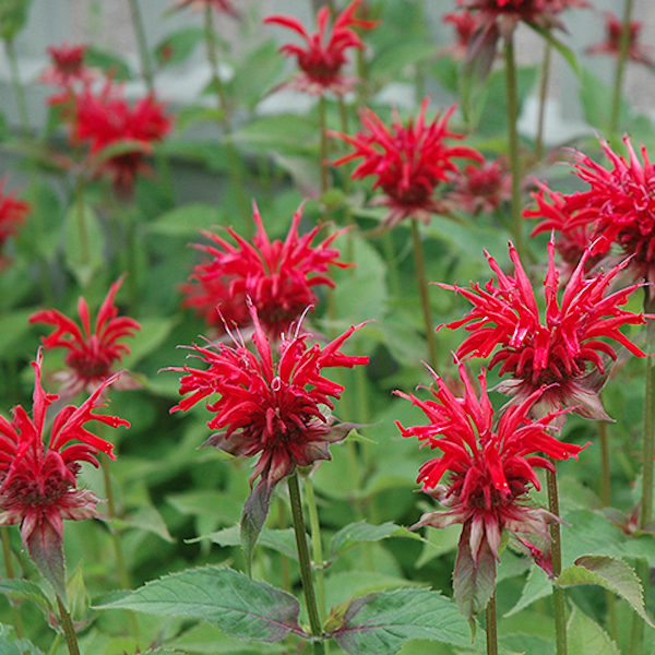 Monarda 'Jacob Cline'