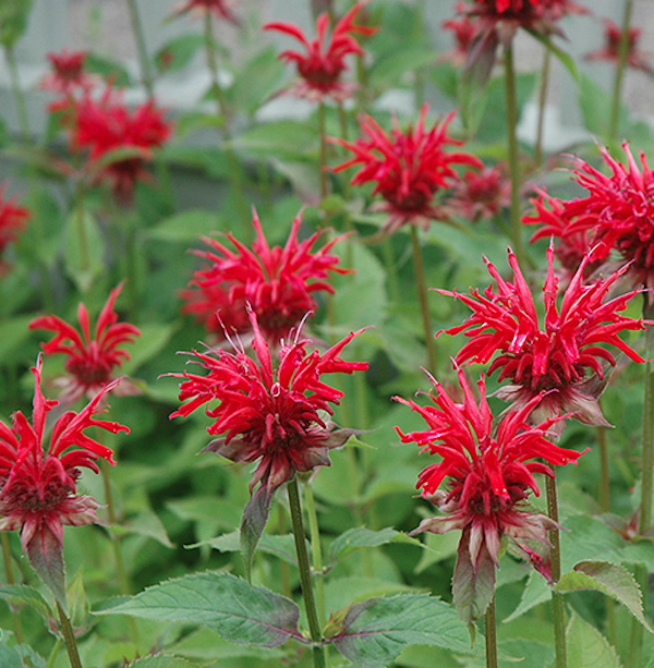 Monarda ‘Jacob Cline’ – Falls Village Flower Farm