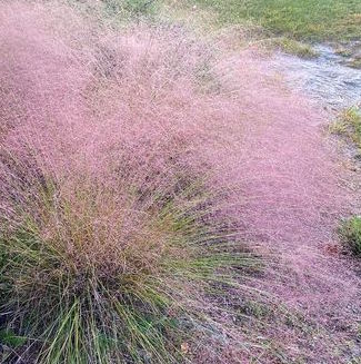 Muhlenbergia Undaunted