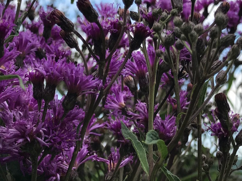 Vernonia noveborecensis