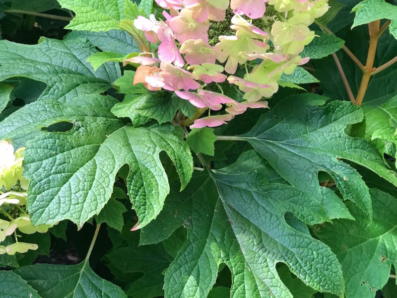 Hydrangea quercifolia 'Snow Queen'