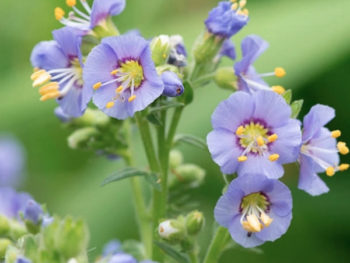 Polemonium 'Heavenly Habit'