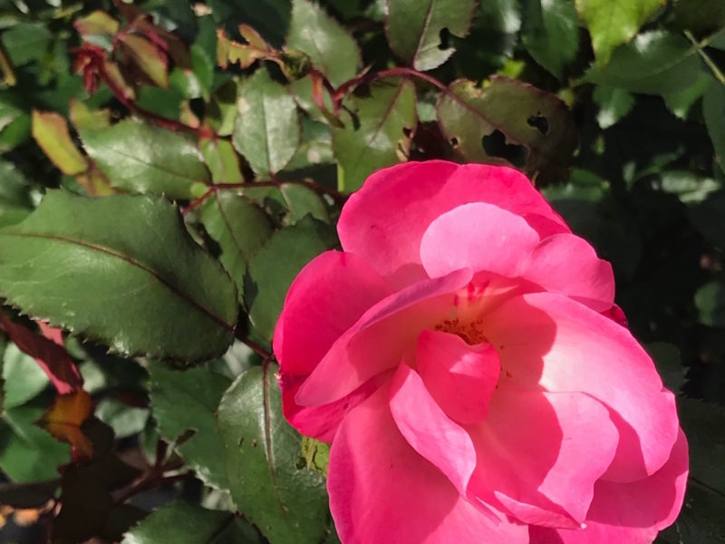 Rosa 'Knock Out Pink'