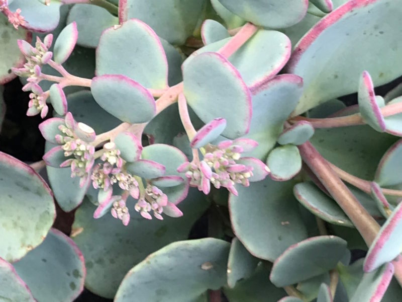 Sedum 'Lidakense'