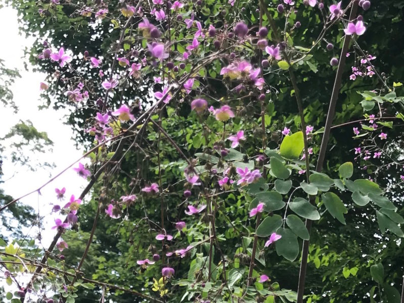 Thalictrum 'Lavender Mist'