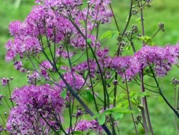 Thalictrum 'Black Stockings'