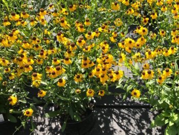 Helenium flexuosum 'Tiny Dancer'