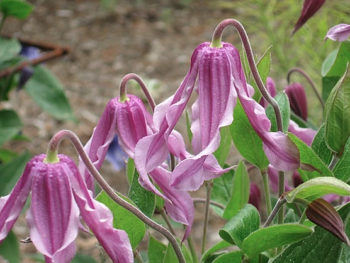 Clematis integrifolia