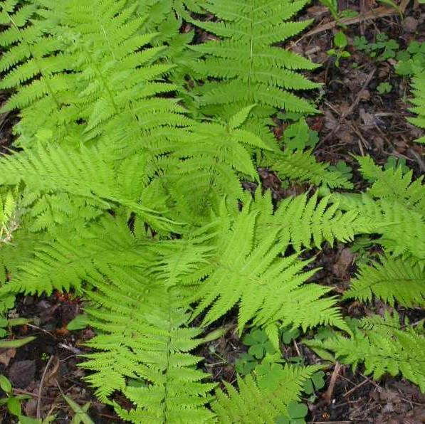 Dennstaedtia punctilobula