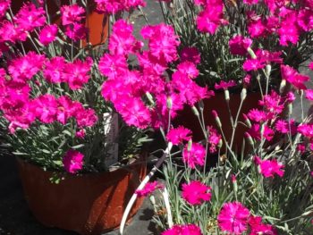 Dianthus 'Neon Pink