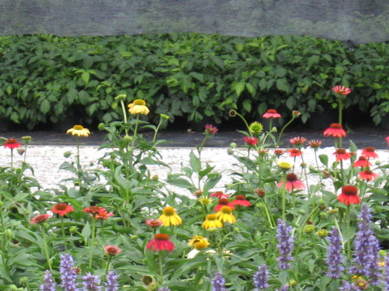 Echinacea 'Cheyenne Spirit'