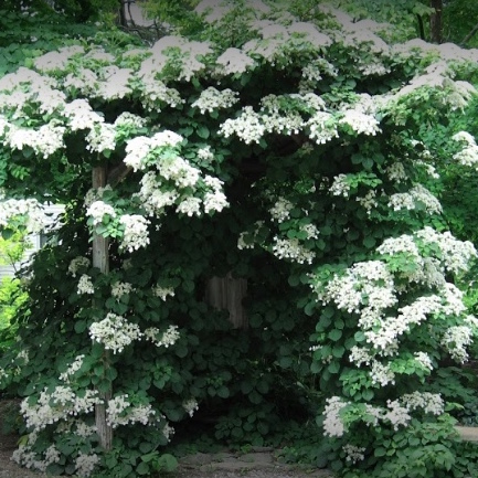 Hydrangea petiolaris