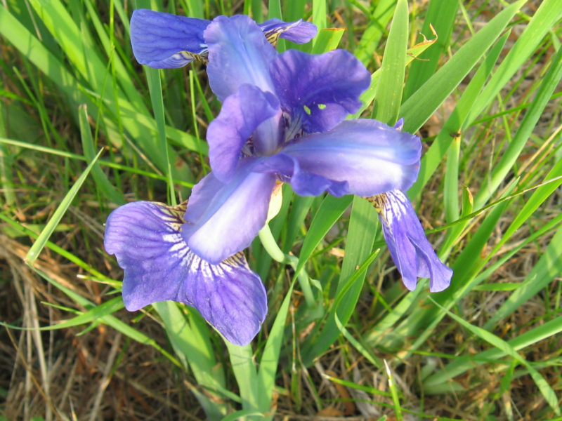 Iris siberica 'Cesars Brother'