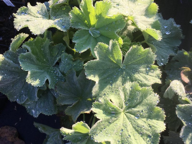 Alchemilla mollis 'Auslese'