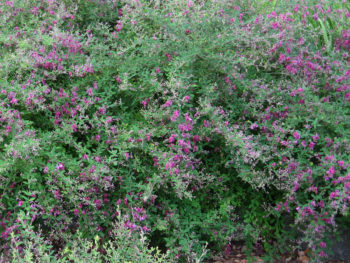 Lespedeza 'Spring Grove'