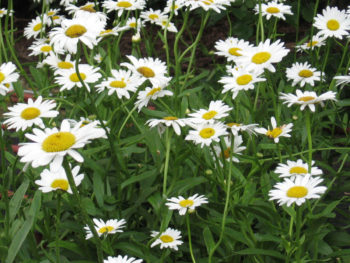 Leucanthemum x superbum 'Becky'